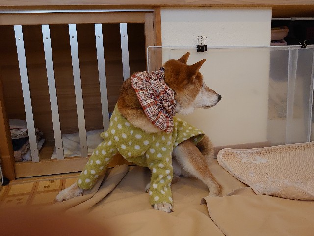 f:id:miyuki1967:20200418111829j:plain:w450