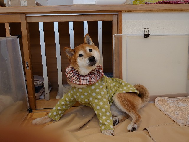 f:id:miyuki1967:20200418112033j:plain:w450