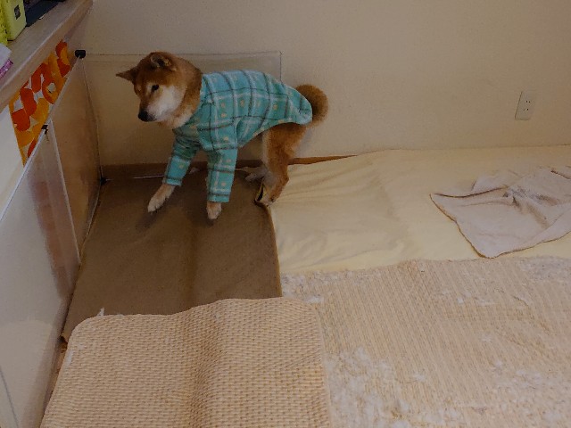 f:id:miyuki1967:20200424163928j:plain:w450