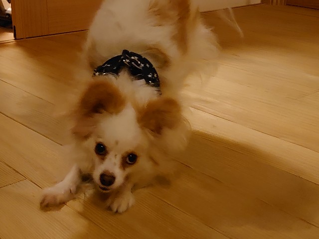 f:id:miyuki1967:20200501115211j:plain:w450