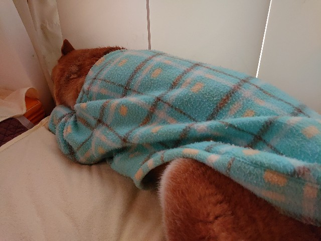 f:id:miyuki1967:20200512162542j:plain:w450