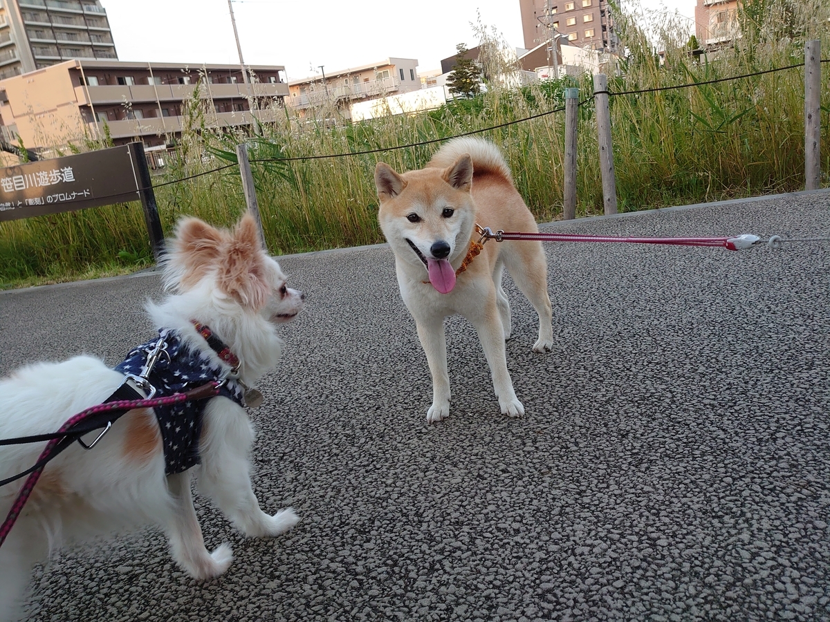 f:id:miyuki1967:20200526111021j:plain:w450