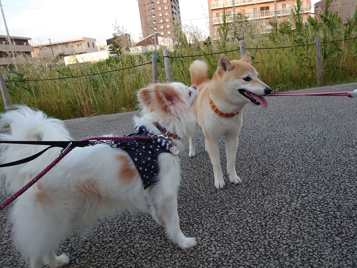 f:id:miyuki1967:20200526111252j:plain:w450