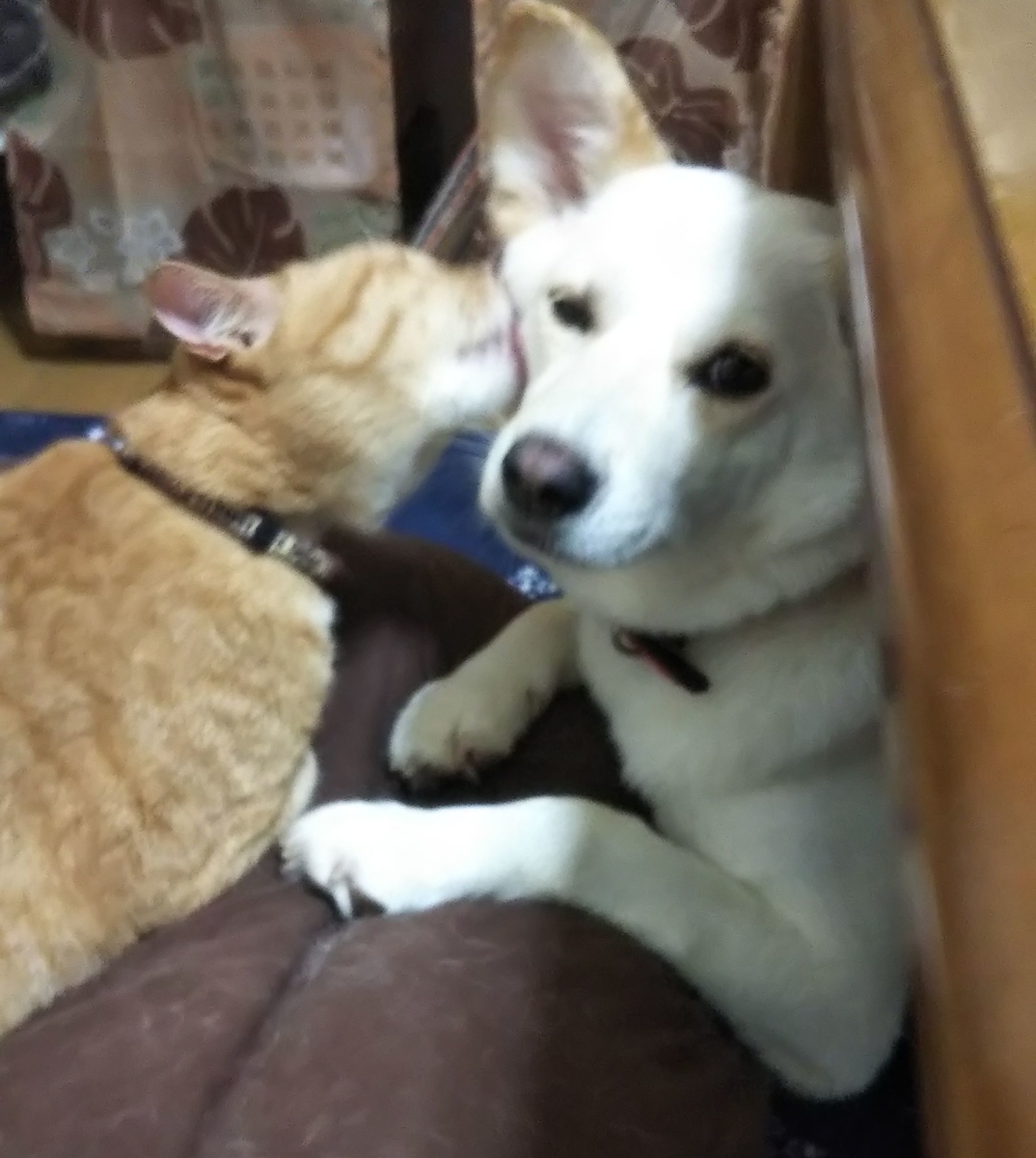 f:id:miyuki1967:20200731110706j:plain:w450