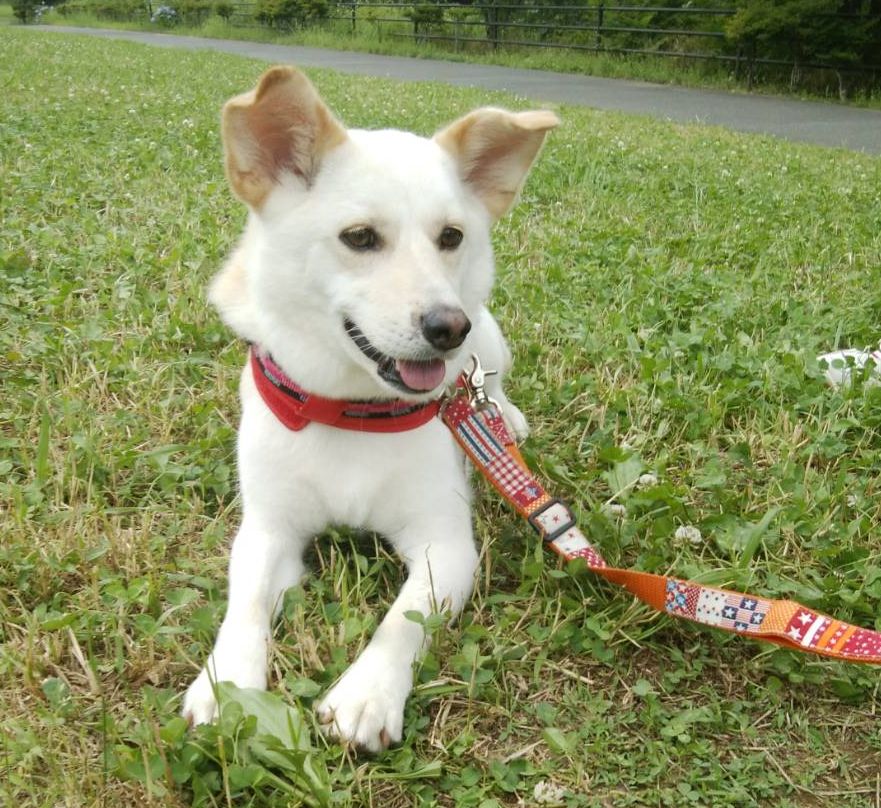 f:id:miyuki1967:20200731111408j:plain:w450