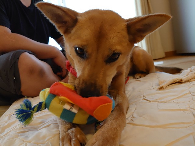 f:id:miyuki1967:20201003105410j:plain:w450