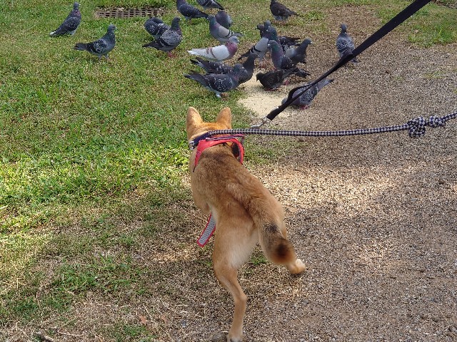 f:id:miyuki1967:20201003105424j:plain:w450