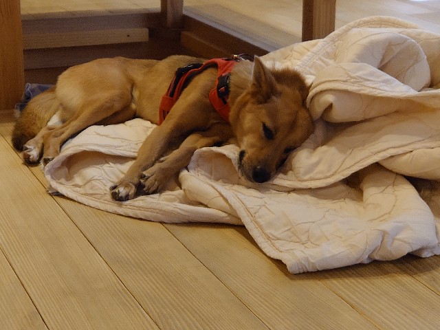 f:id:miyuki1967:20201003105633j:plain:w450