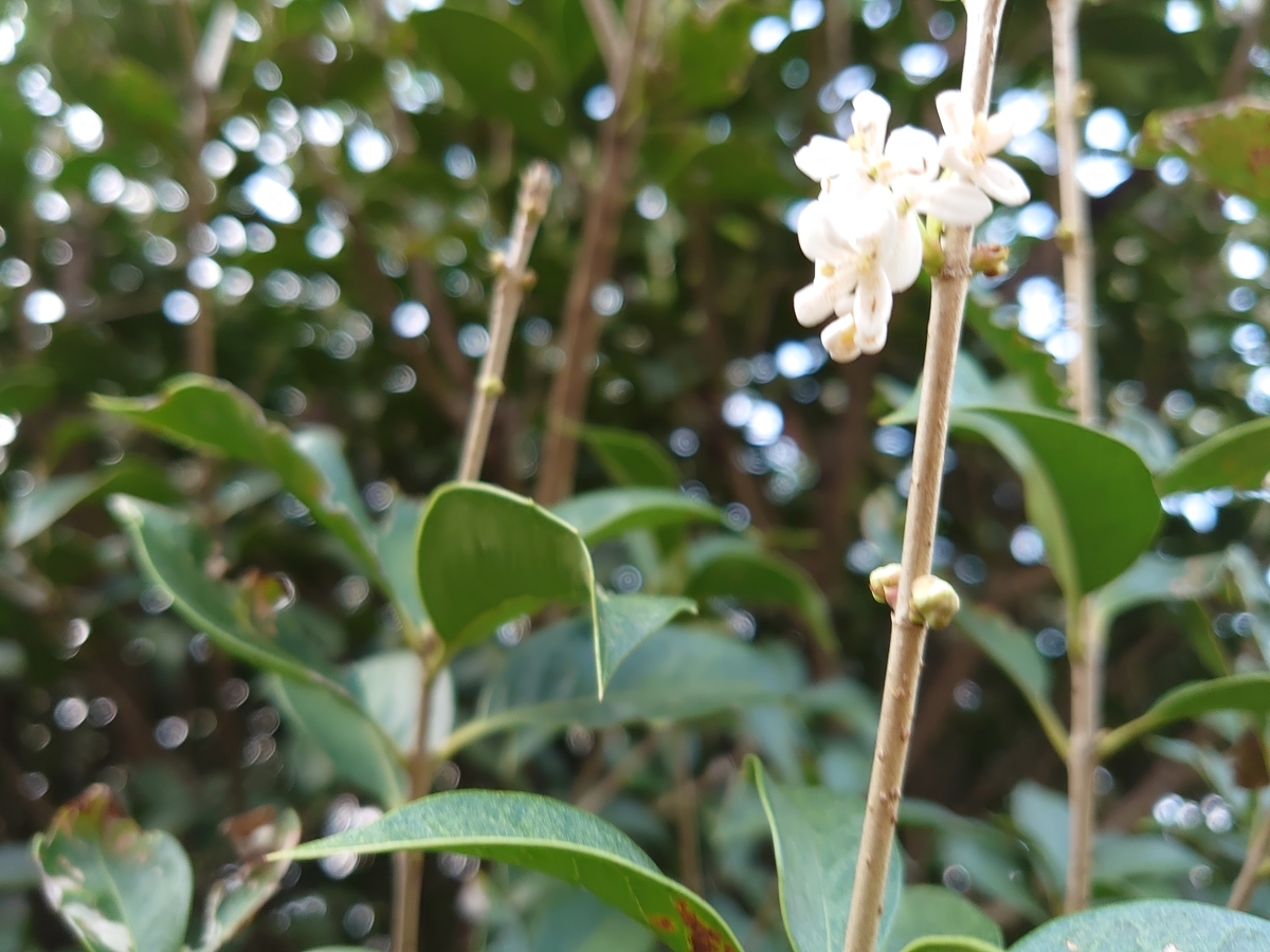 f:id:miyuki1967:20201014142409j:plain:w450