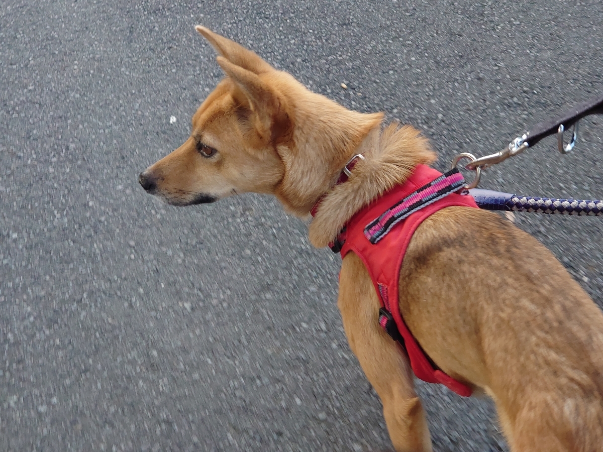 f:id:miyuki1967:20201014142506j:plain:w450