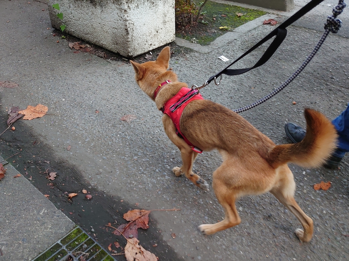 f:id:miyuki1967:20201014142721j:plain:w450