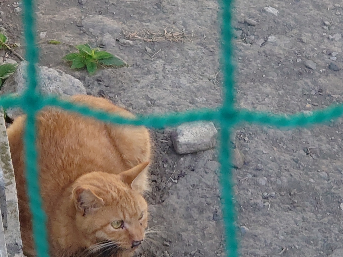 f:id:miyuki1967:20201014142758j:plain:w450