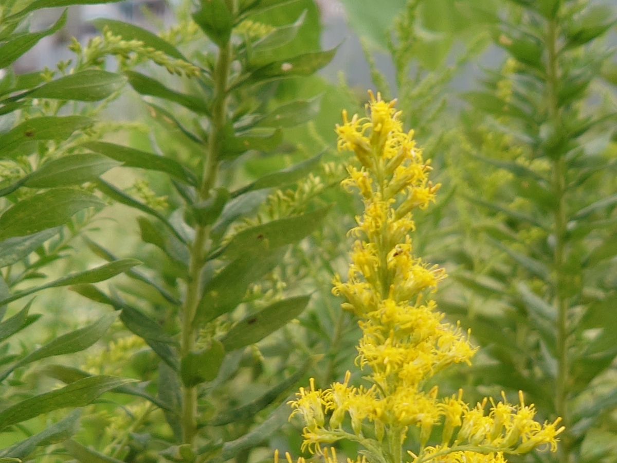 f:id:miyuki1967:20201014142934j:plain:w450