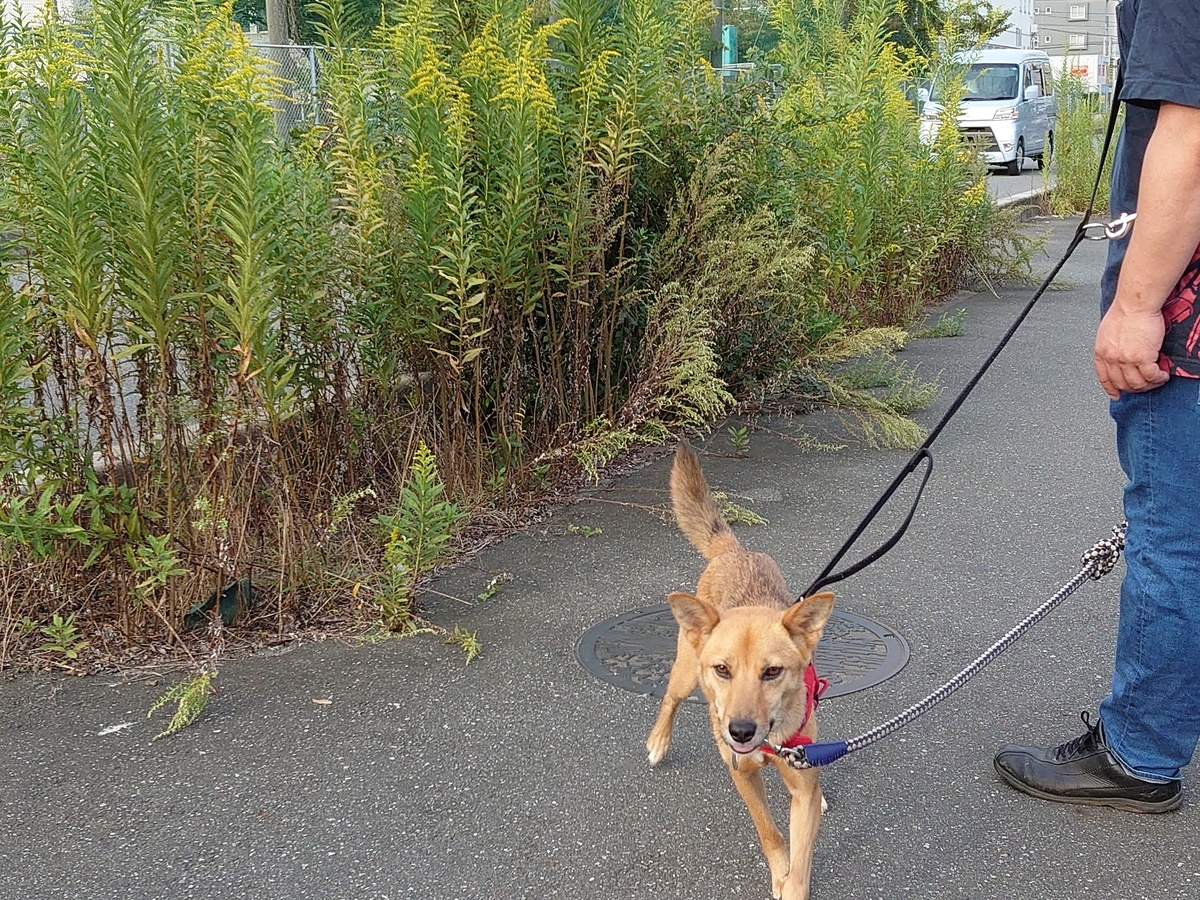 f:id:miyuki1967:20201014143048j:plain:w450