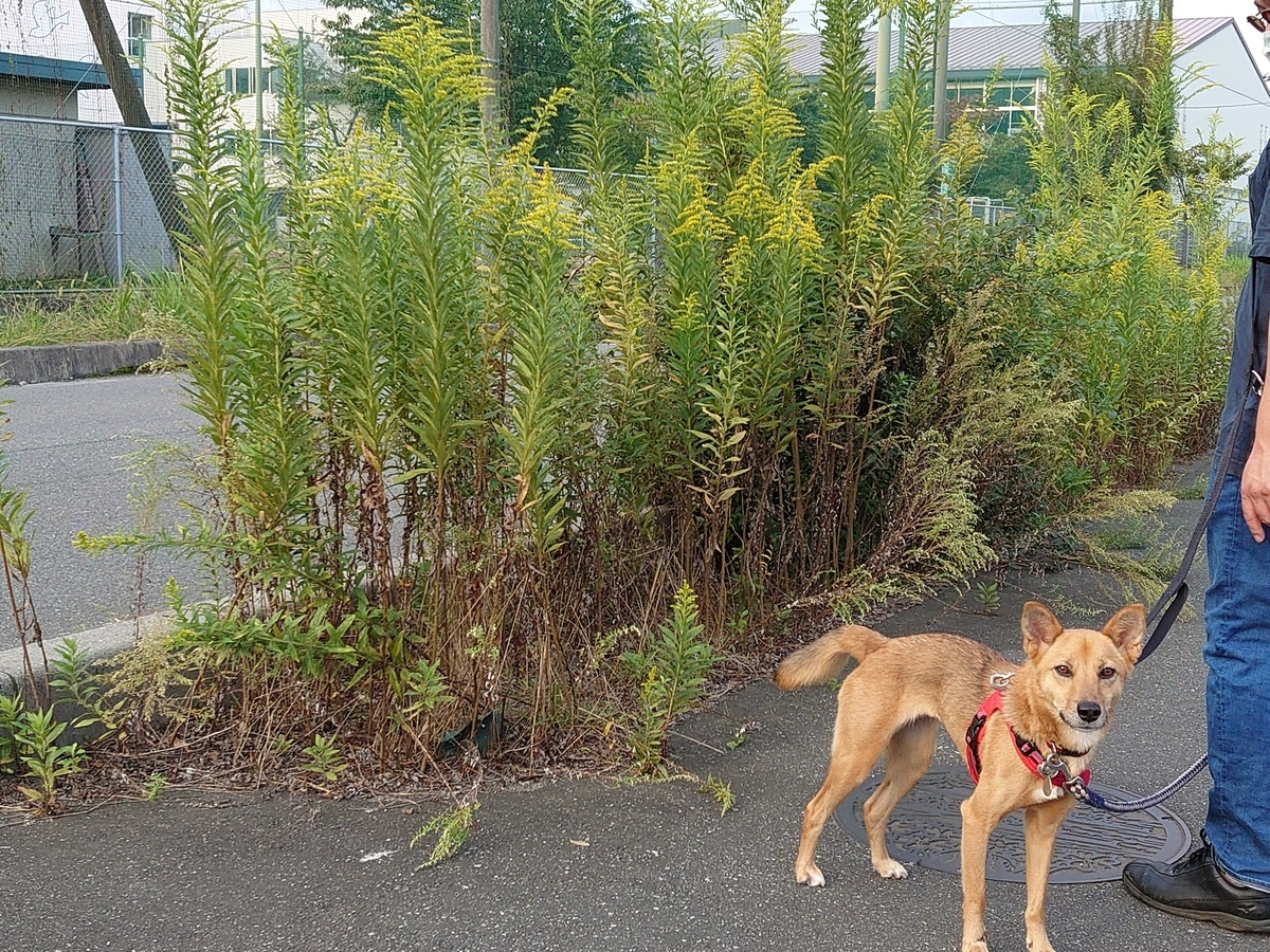 f:id:miyuki1967:20201014143101j:plain:w450