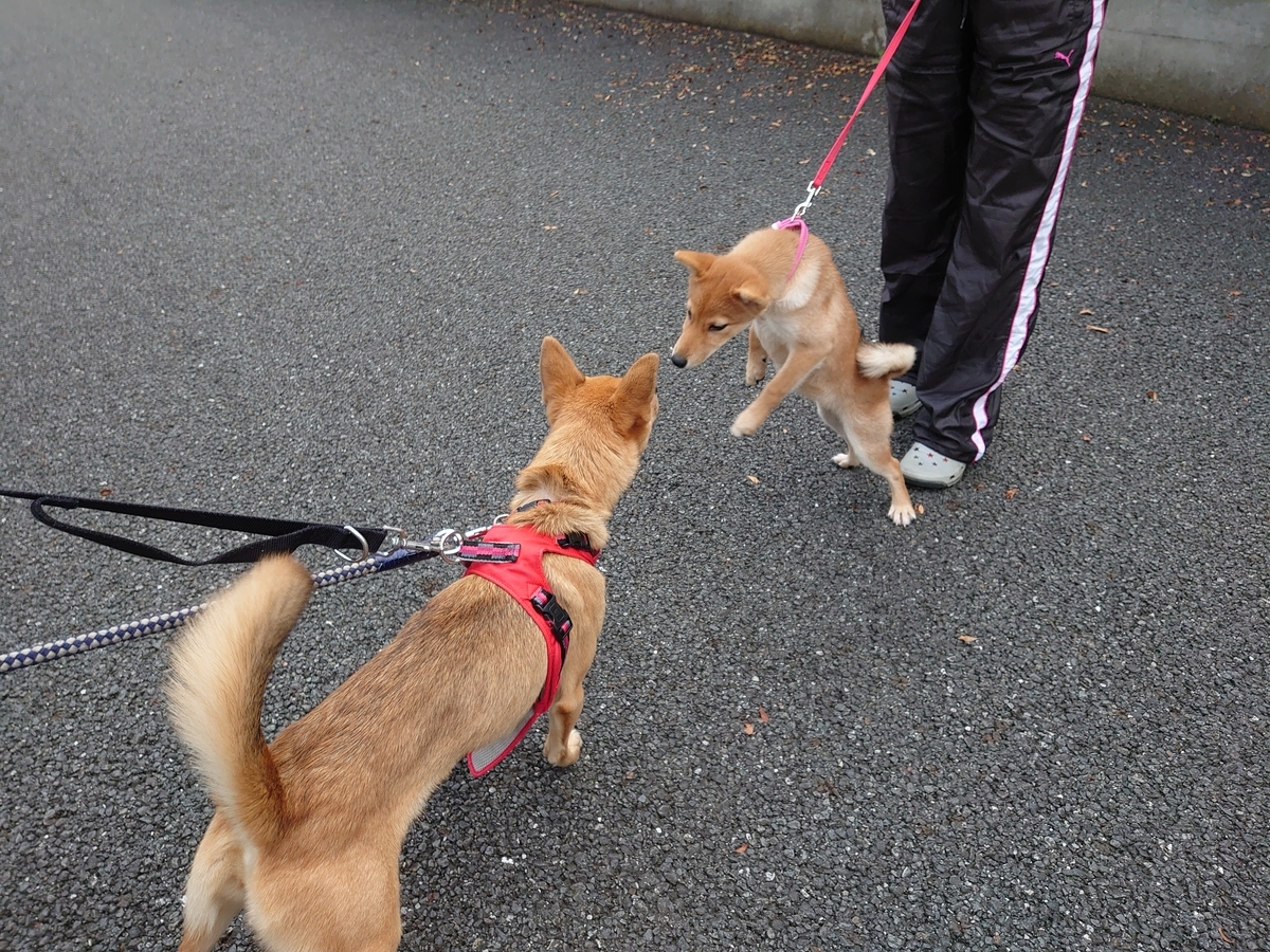 f:id:miyuki1967:20201021145818j:plain:w450 f:id:miyuki1967:20201021145818j:plain:w450