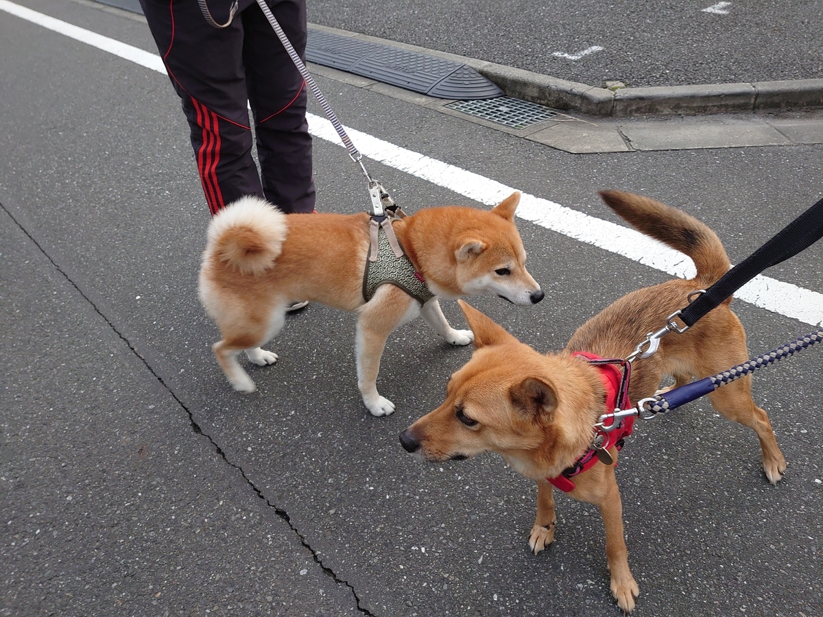 f:id:miyuki1967:20201021145906j:plain:w450 f:id:miyuki1967:20201021145906j:plain:w450