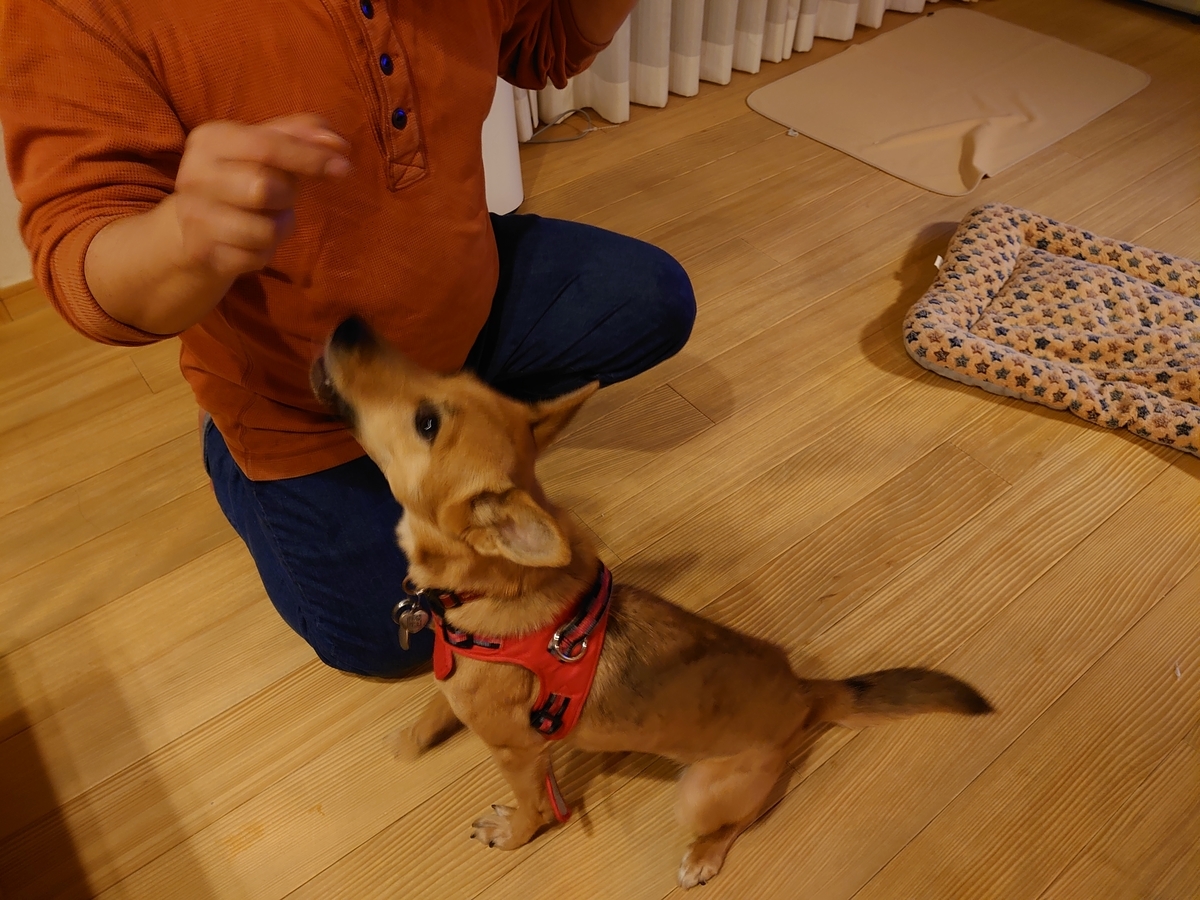 f:id:miyuki1967:20201104160229j:plain:w450