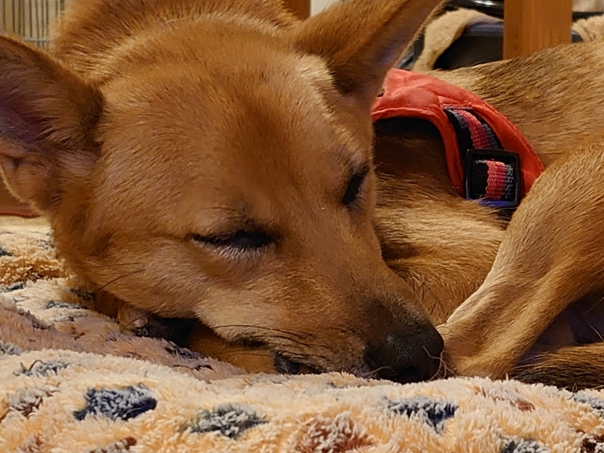 f:id:miyuki1967:20201104160526j:plain:w450