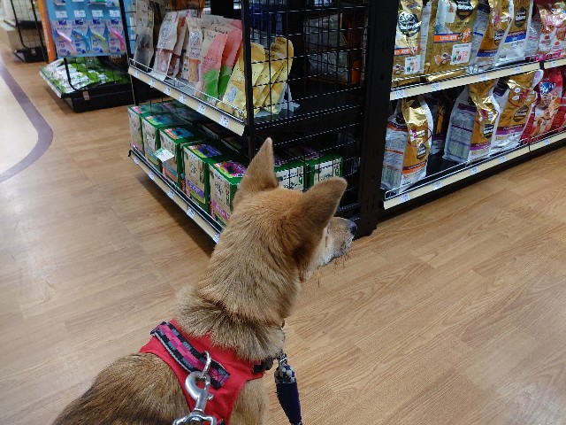 f:id:miyuki1967:20201104162810j:plain:w450