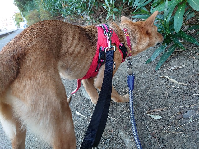 f:id:miyuki1967:20201119165331j:plain:w450