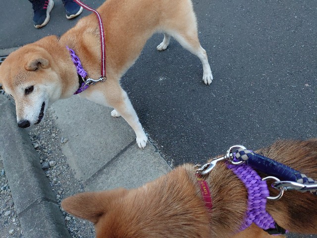 f:id:miyuki1967:20201119165431j:plain:w450