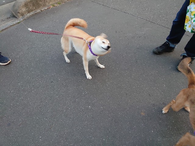 f:id:miyuki1967:20201119165447j:plain:w450