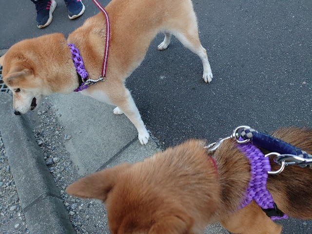 f:id:miyuki1967:20201119165512j:plain:w450