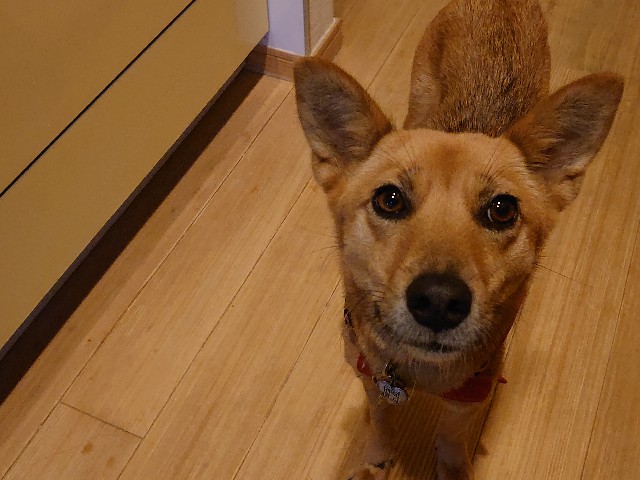 f:id:miyuki1967:20201121154005j:plain:w450