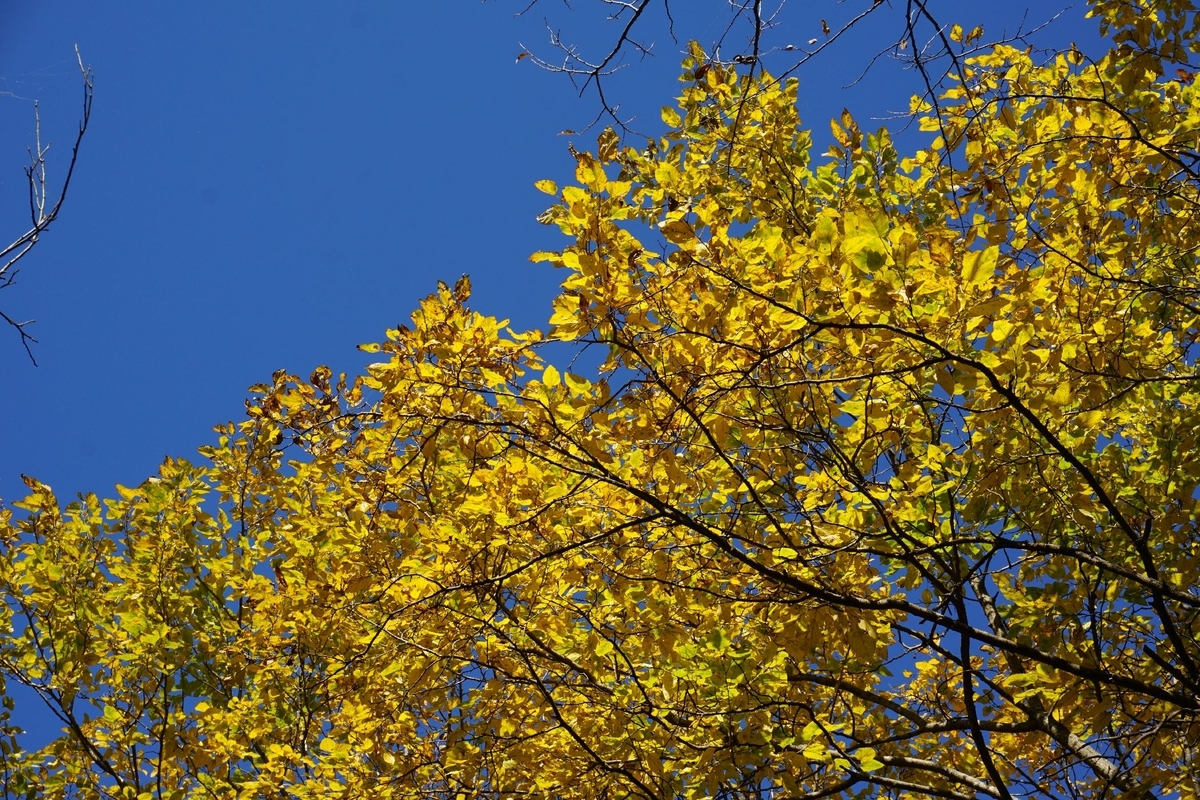 f:id:miyuki1967:20201125135215j:plain:w450