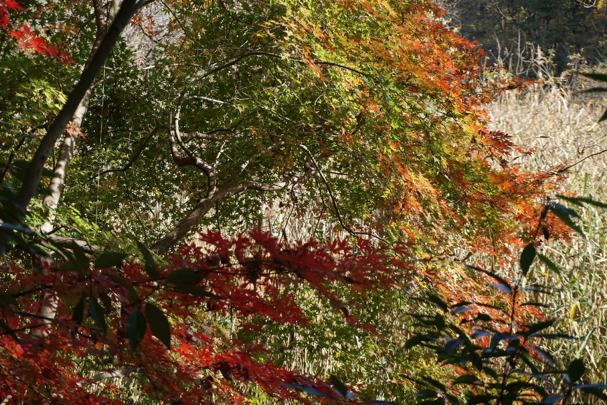 f:id:miyuki1967:20201125135527j:plain:w450