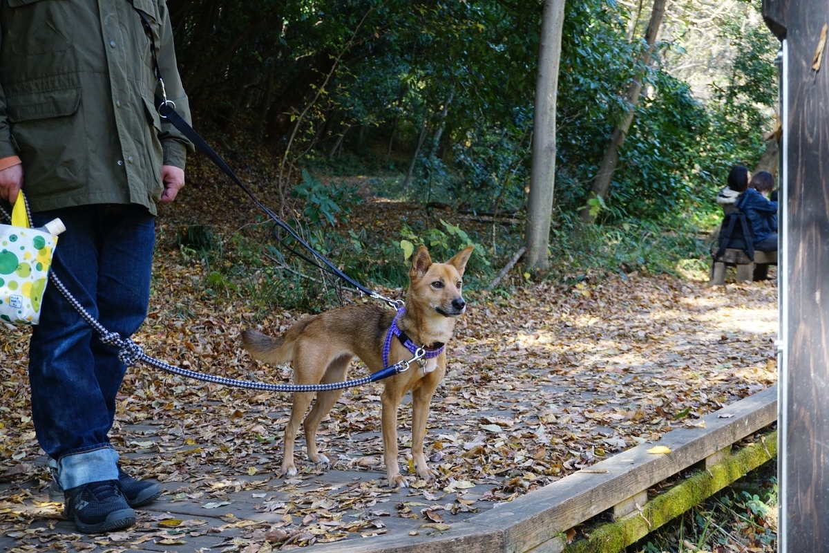 f:id:miyuki1967:20201125135824j:plain:w450