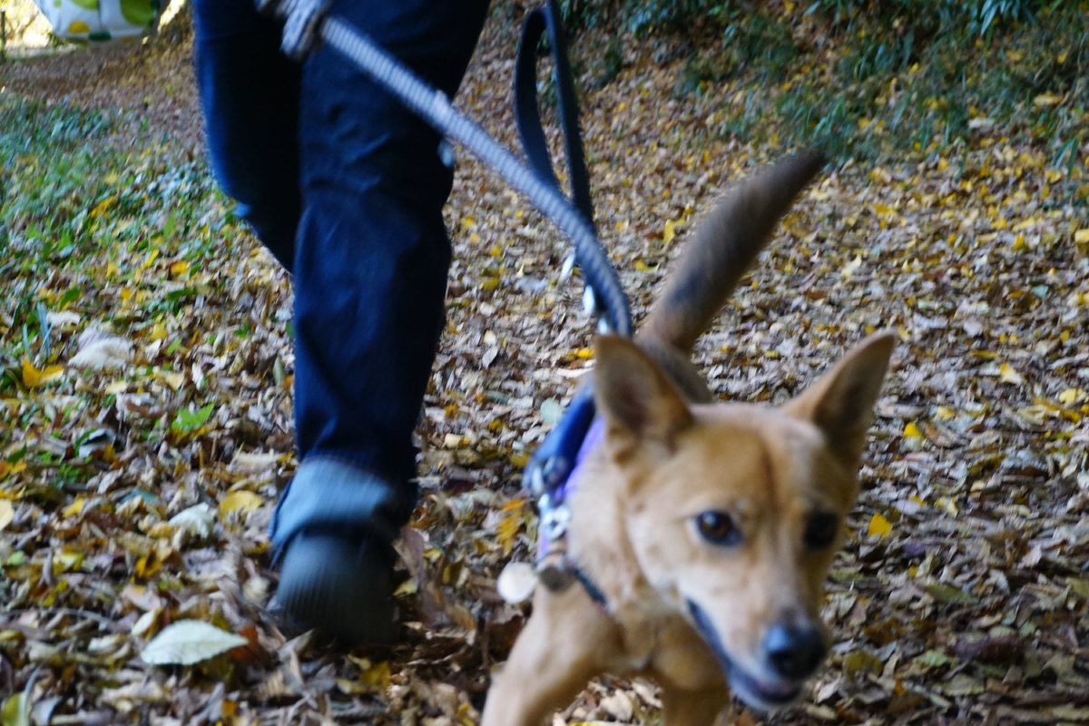 f:id:miyuki1967:20201125135910j:plain:w450