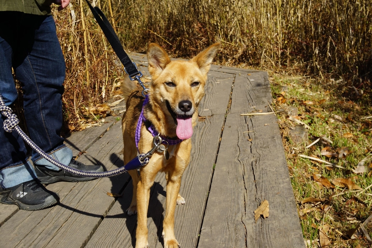 f:id:miyuki1967:20201125140033j:plain:w450