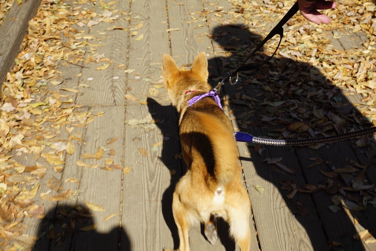 f:id:miyuki1967:20201125140155j:plain:w450