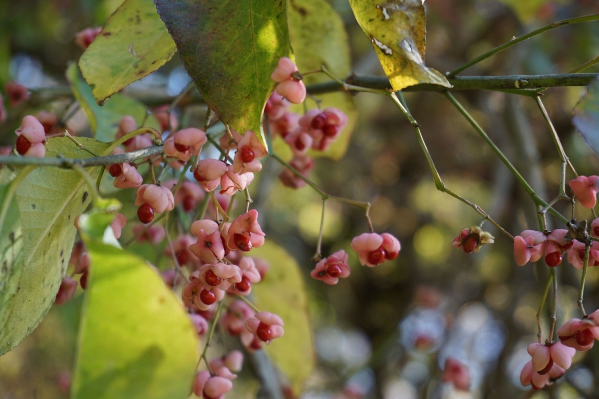 f:id:miyuki1967:20201125141218j:plain:w450