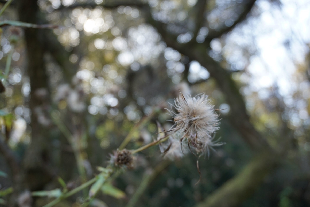 f:id:miyuki1967:20201125141255j:plain:w450