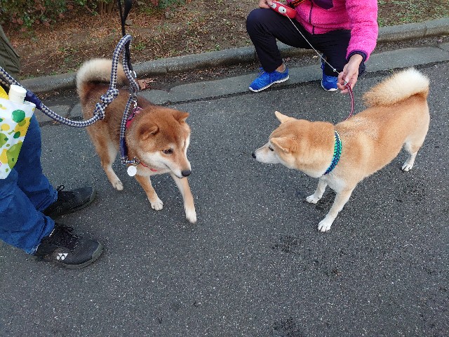 f:id:miyuki1967:20201204154313j:plain:w450