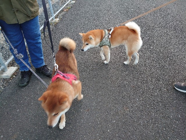 f:id:miyuki1967:20201204154400j:plain:w450