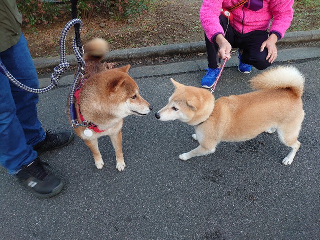 f:id:miyuki1967:20201204154526j:plain:w450