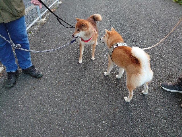 f:id:miyuki1967:20201204154743j:plain:w450