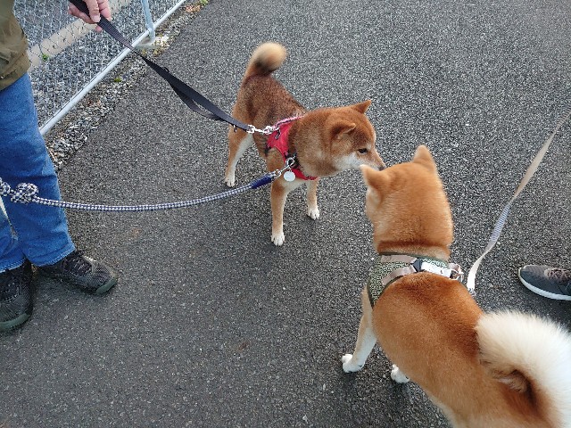 f:id:miyuki1967:20201204155929j:plain:w450