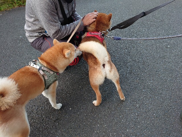 f:id:miyuki1967:20201204155946j:plain:w450