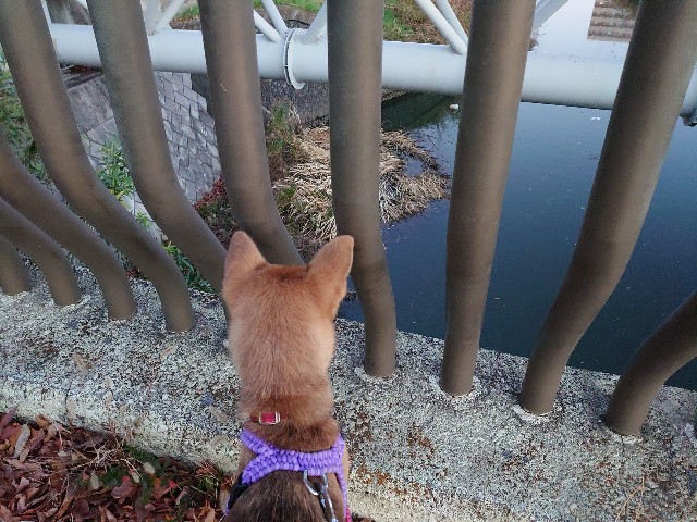 f:id:miyuki1967:20201216163748j:plain:w450