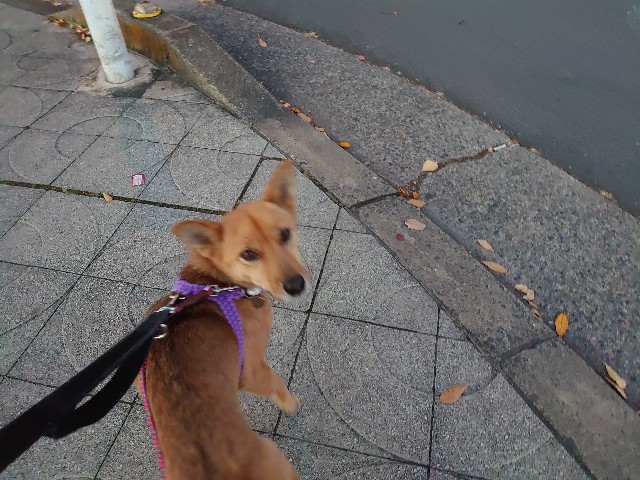 f:id:miyuki1967:20201216163837j:plain:w450