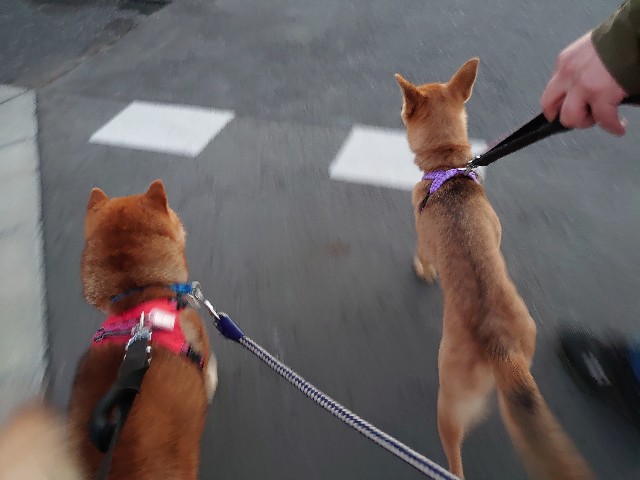 f:id:miyuki1967:20201222152921j:plain:w450