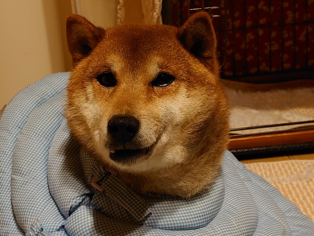 f:id:miyuki1967:20201223154636j:plain:w450