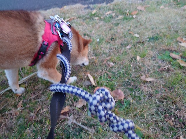 f:id:miyuki1967:20201223154818j:plain:w450