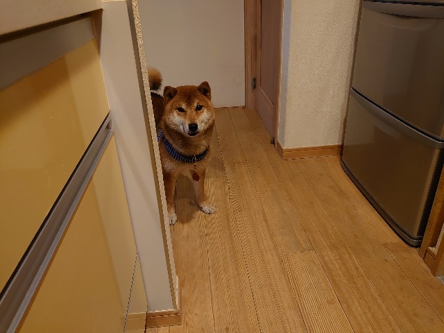 f:id:miyuki1967:20210113165927j:plain:w450