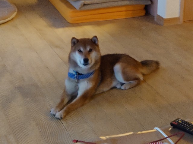 f:id:miyuki1967:20210113165938j:plain:w450